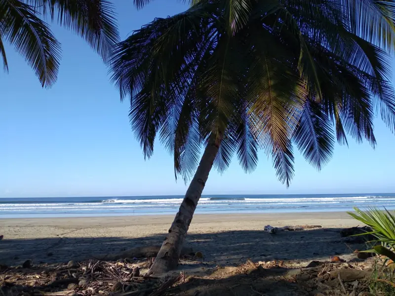 Palm leaning over the beach