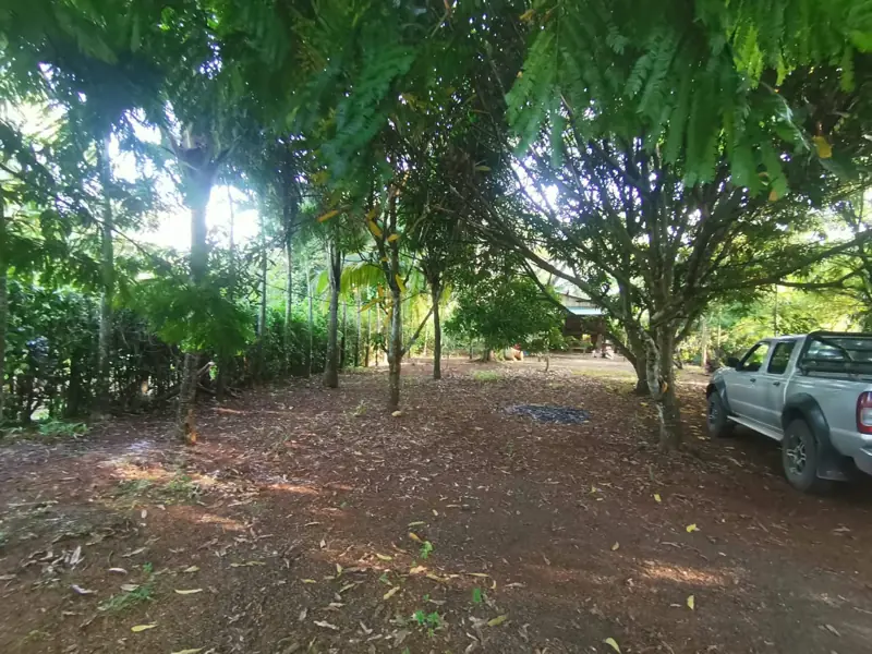 Yard under tall trees