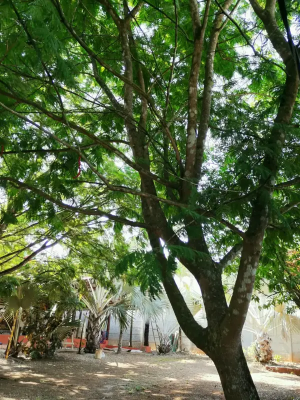 Shade tree