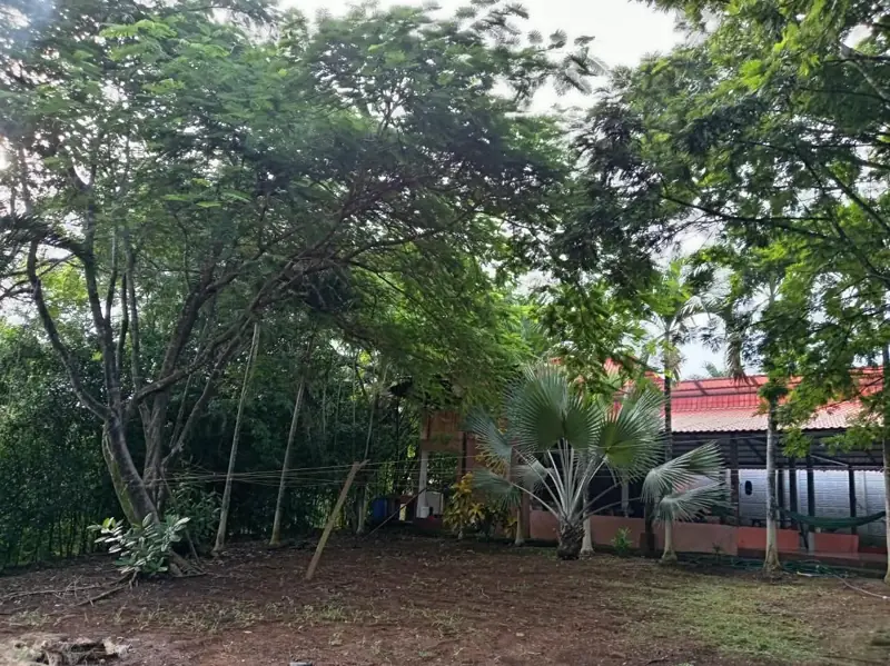Trees and the cabin roof beyond