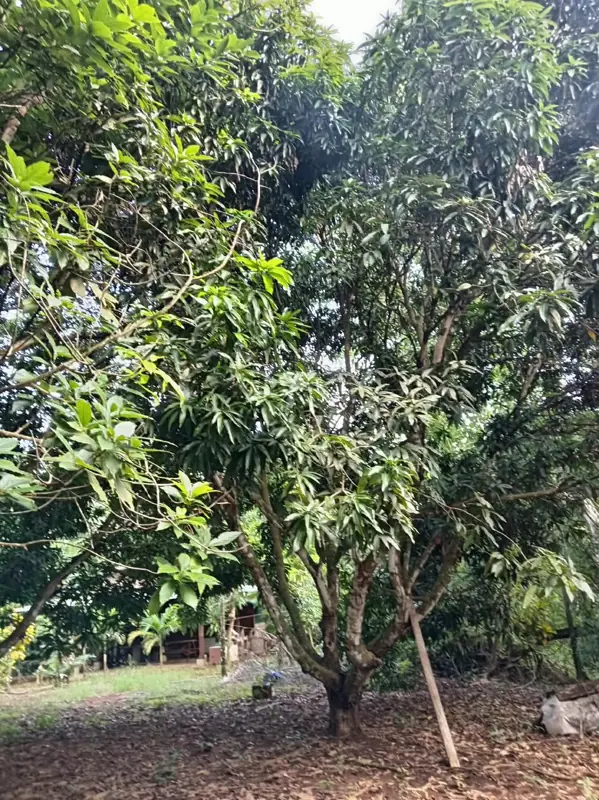 Fruit tree