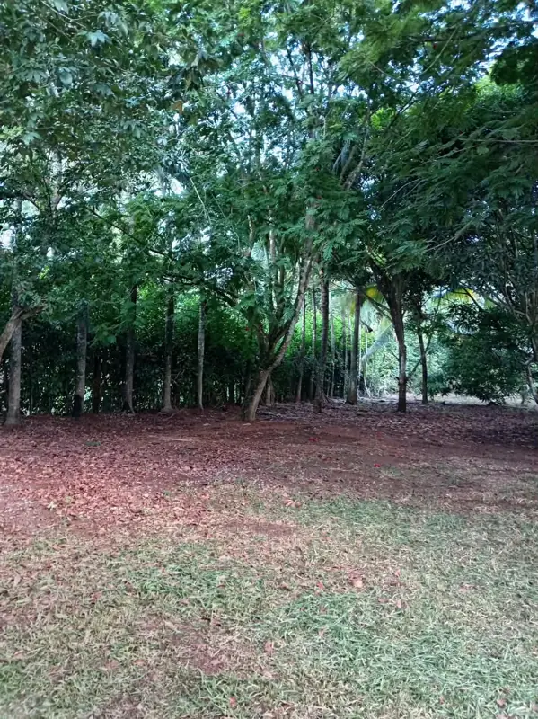 Lawn under the trees