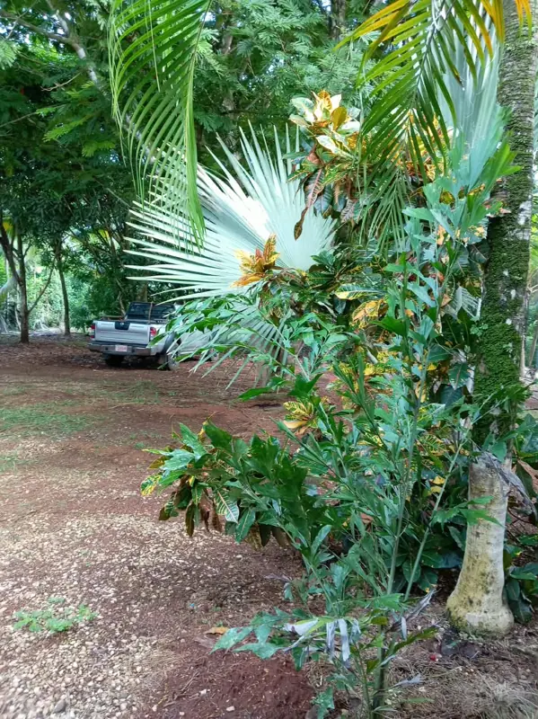 Garden plants and yard