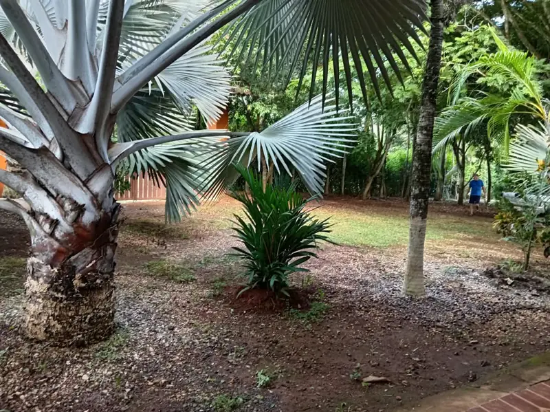 Palms in the yard