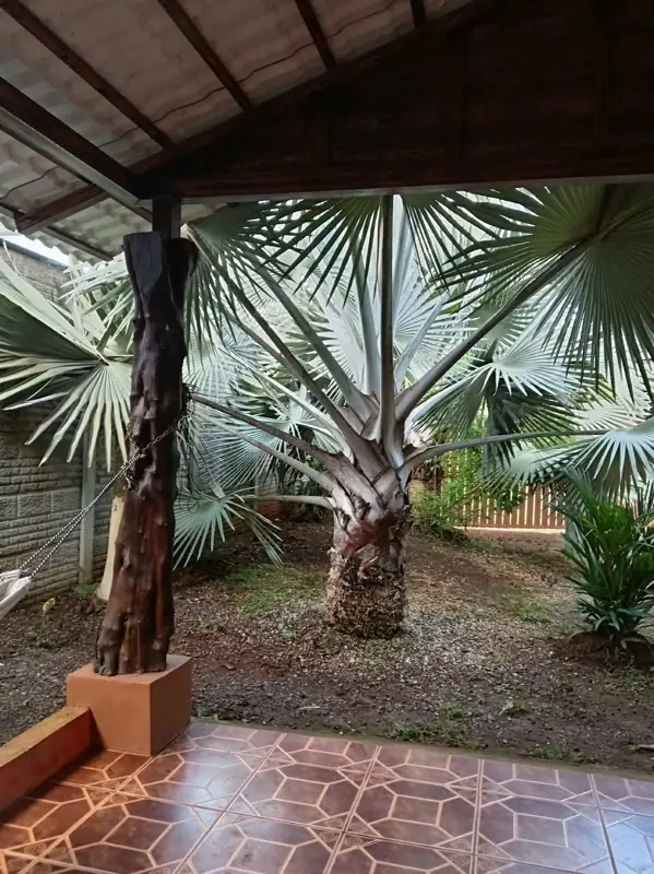 Terrace beside a large palm