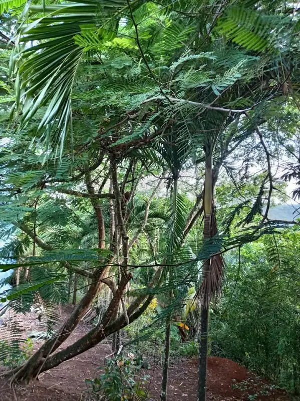 Trees on the side of the lot with a slope