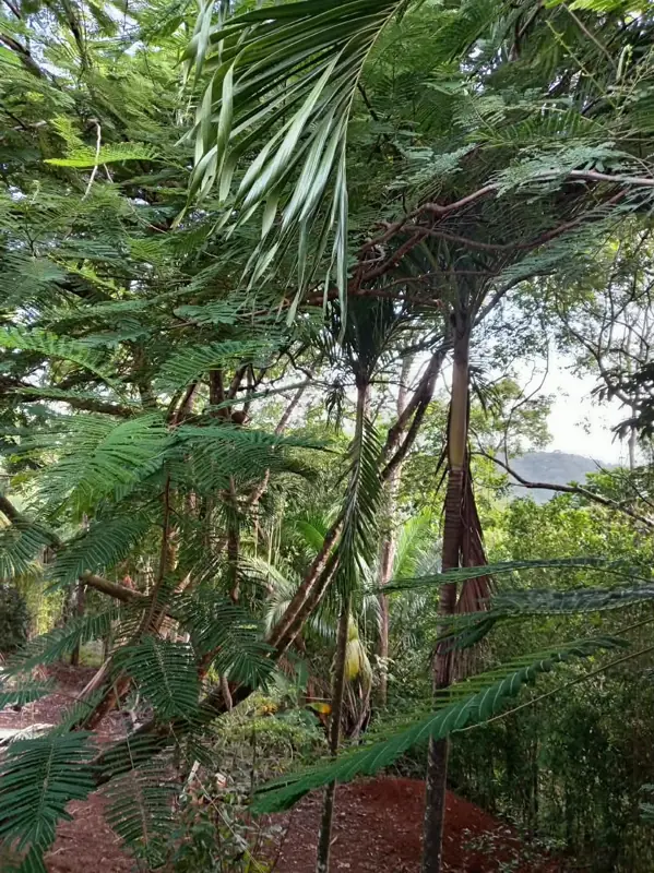 Tall trees and palms