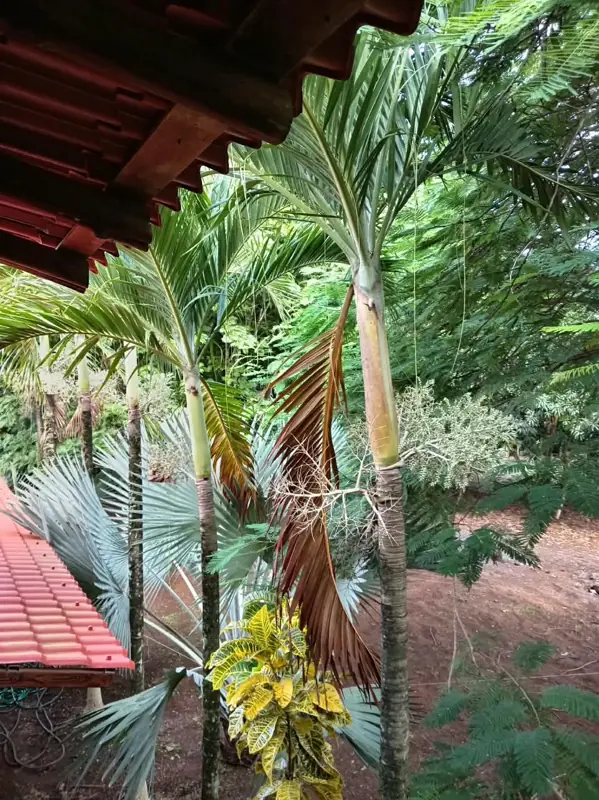 Palms beside a tiled roof