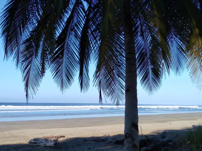 Palm on the beach
