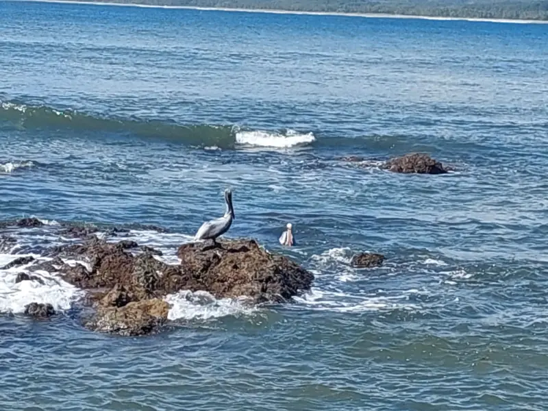 Pelicans on the rocks