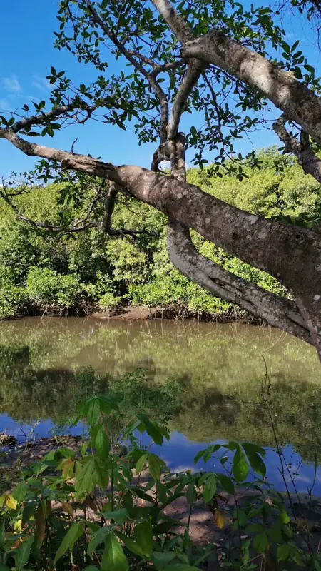 Mangrove branches over the water