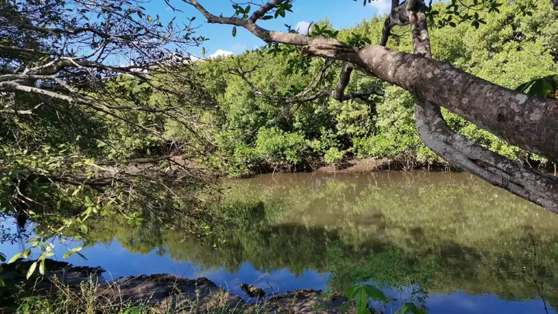 Mangrove edge of the estuary