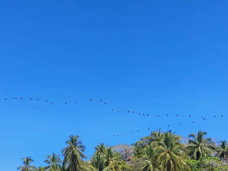 Birds flying over the palms