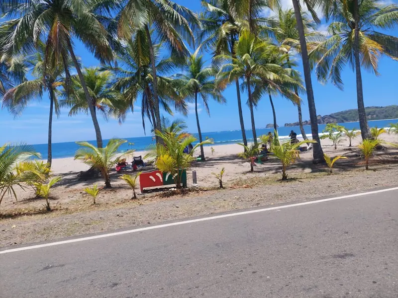 Palm-lined beach beside the road