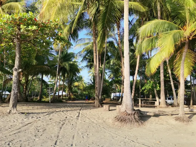 Coconut palms behind the sand