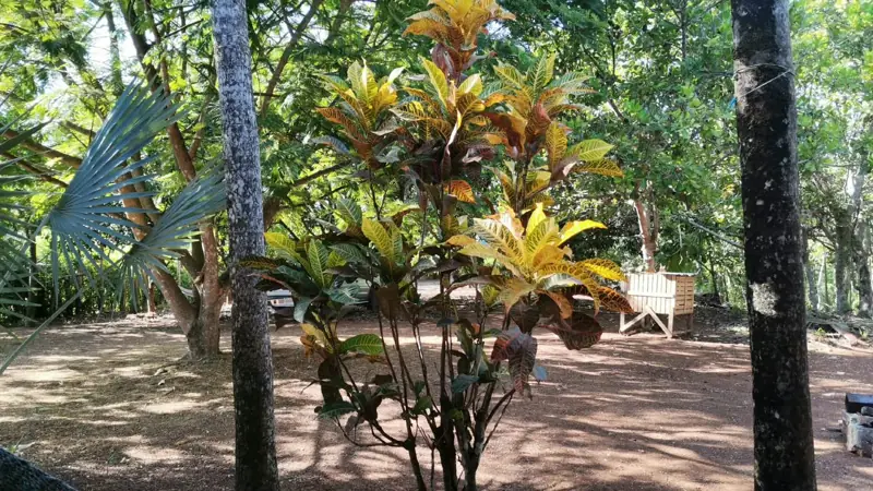 Garden and yard