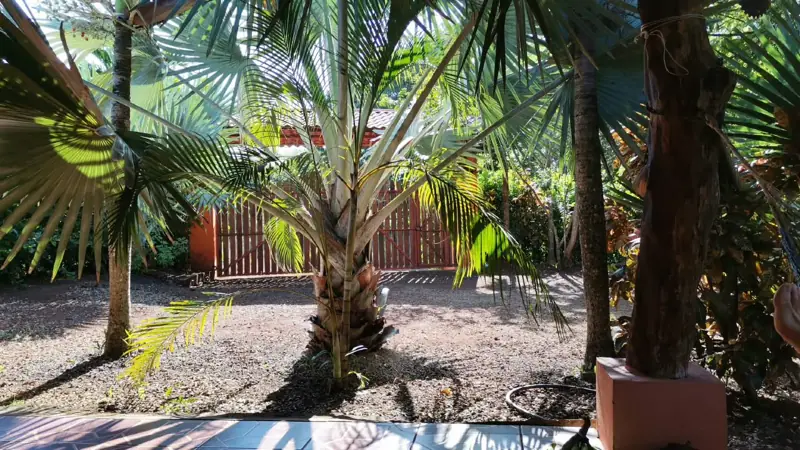 Palms and wooden fence