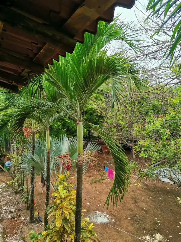 Palms beside the cabin roof