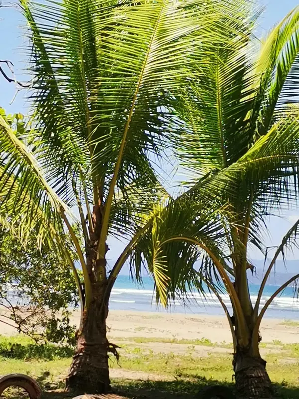 Coconut palms over the beach