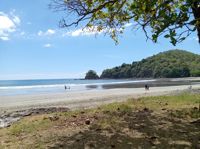 Beach with a forested point